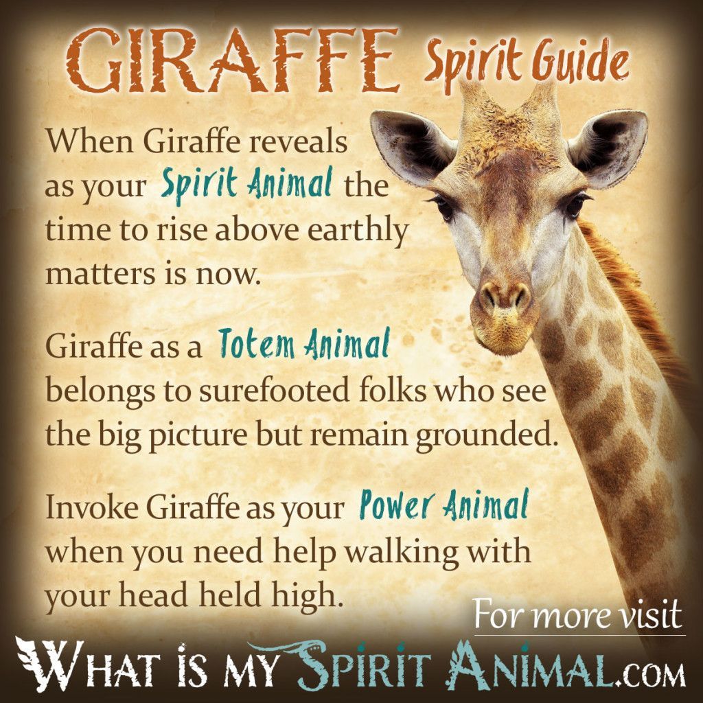 Giraffe Spirit Totem Power Animal Symbolism Meaning 1200x1200 1024x1024 