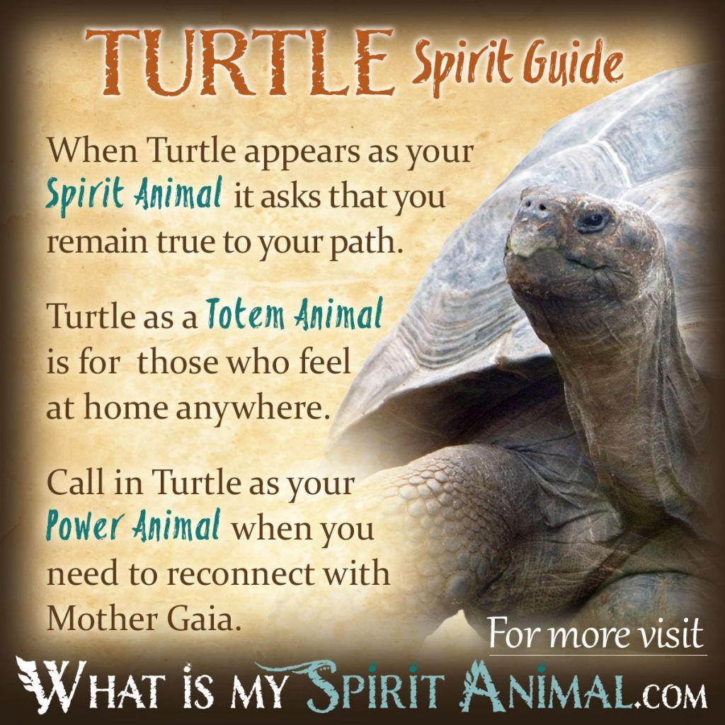 Turtle Spirit Totem Power Animal Symbolism Meaning 1200x1200 1024x1024 