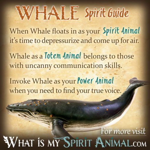 Whale Symbolism & Meaning | Spirit, Totem & Power Animal