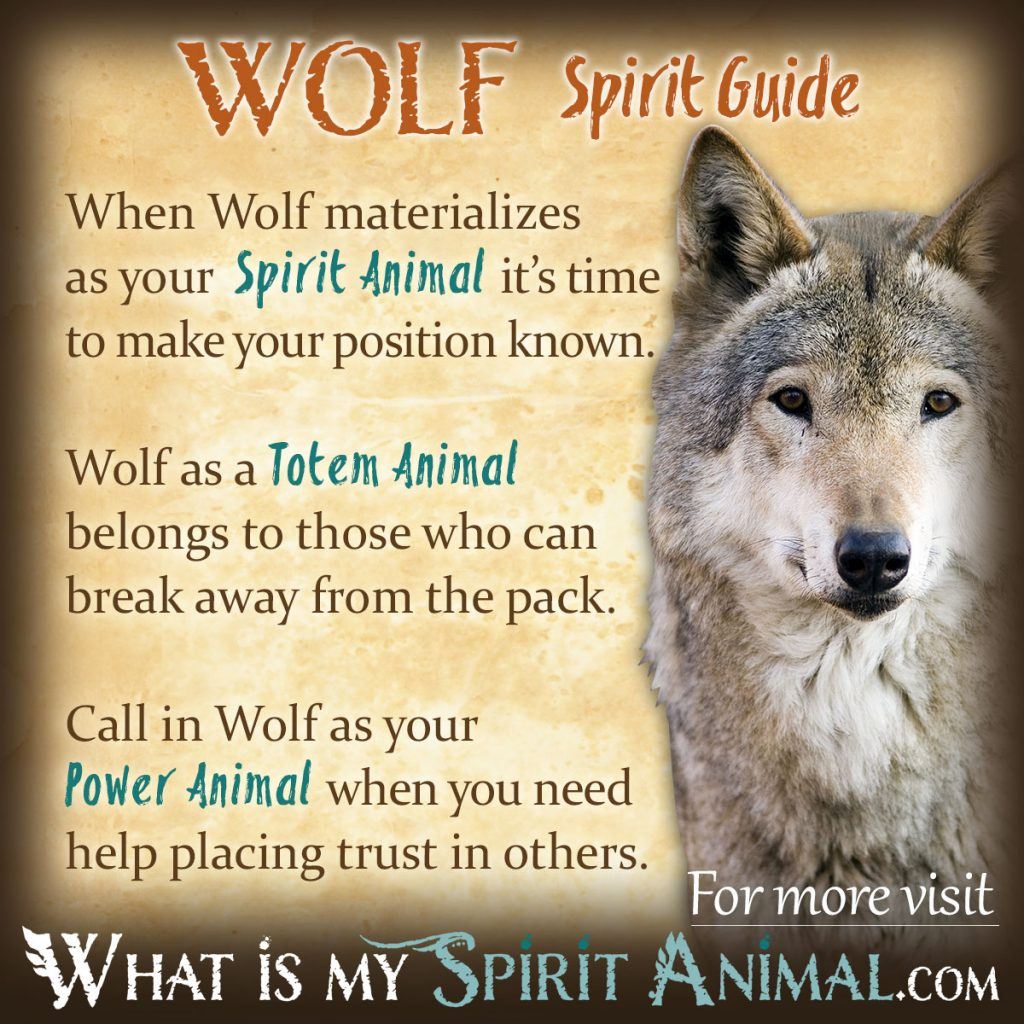 Wolf Symbolism & Meaning Wolf Spirit Animal & Totem