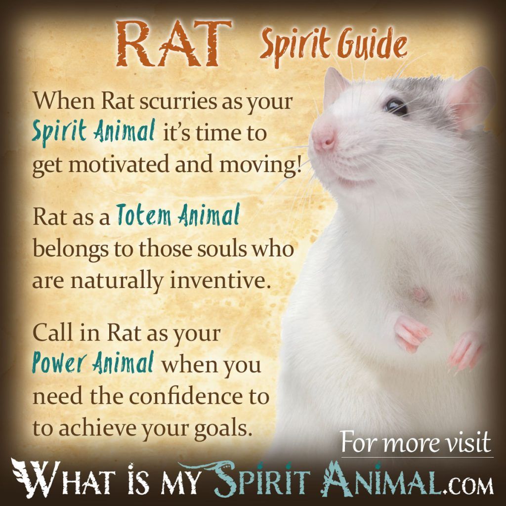 Rat Spirit Totem Power Animal Symbolism Meaning 1200x1200 1024x1024 