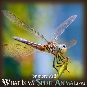 What Does Dreaming About Dragonfly Mean? - What Is My Spirit Animal ...