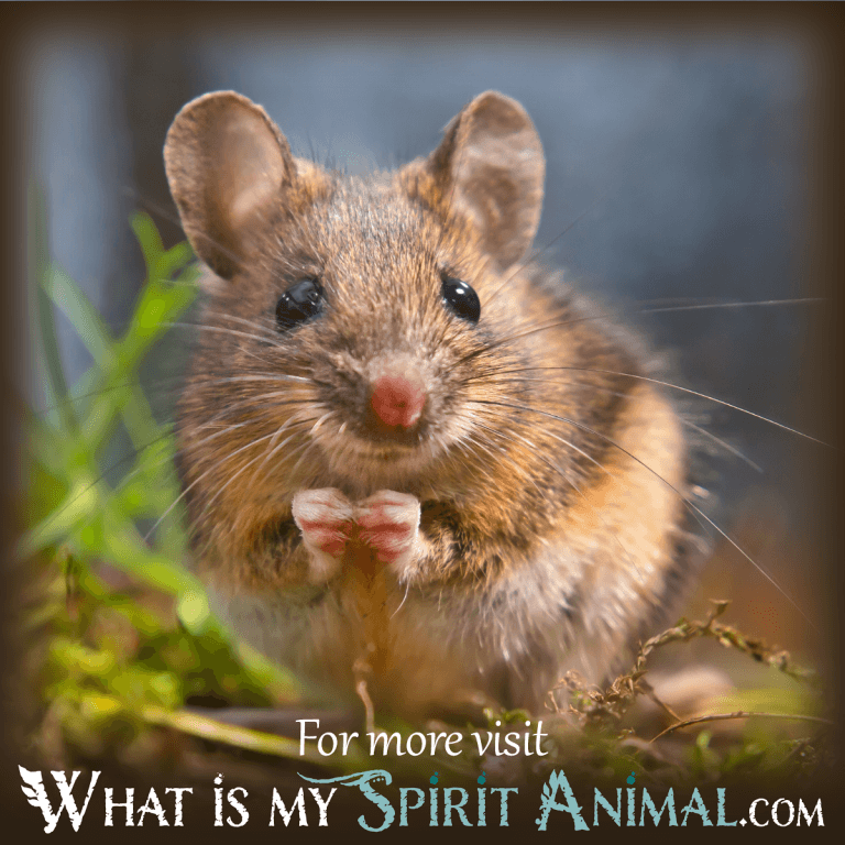 what-does-dreaming-about-a-mouse-symbolize-what-is-my-spirit-animal