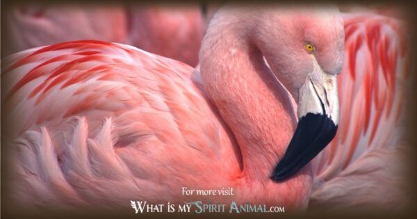 meaning of pink flamingo