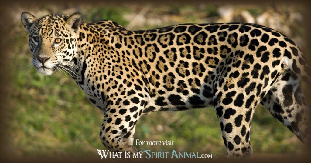 leopard-symbolism-meaning-leopard-spirit-totem-power-animal