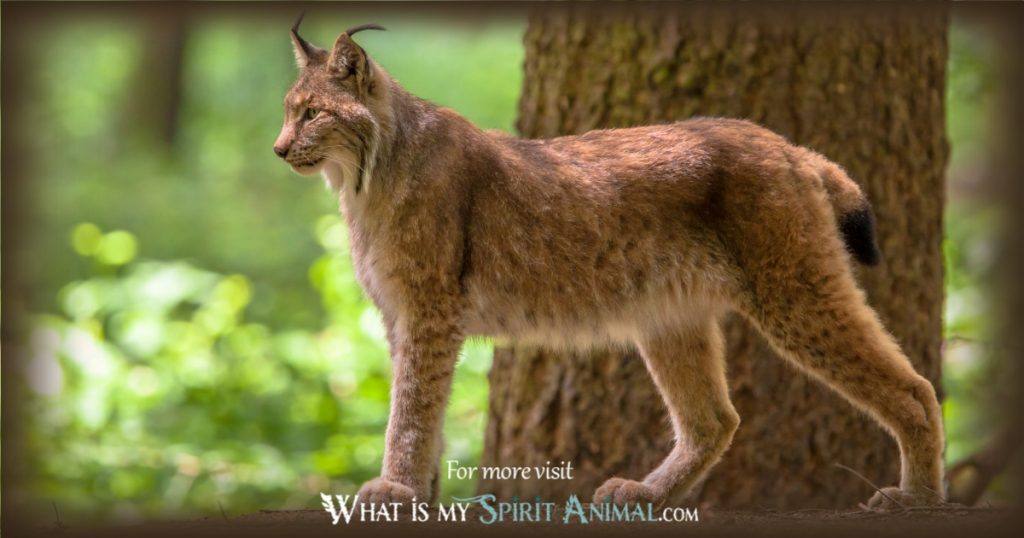 Lynx Symbolism & Meaning Lynx Spirit, Totem, & Power Animal
