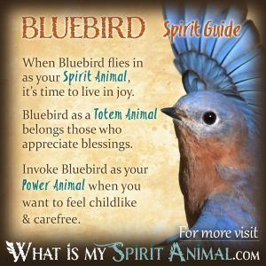 Bluebird Symbolism & Meaning | Bluebird Spirit, Totem, & Power Animal