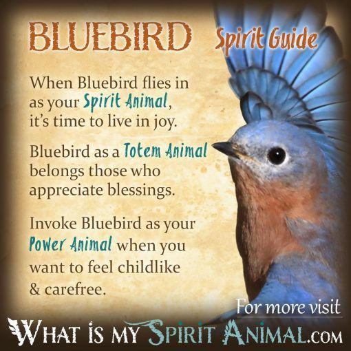Bluebird Spirit Totem Power Animal 1200x1200 510x510 