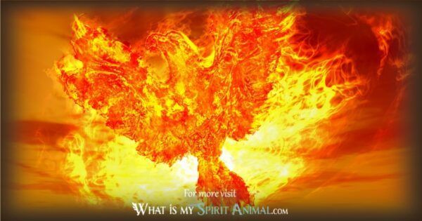 Phoenix Symbolism & Meaning - What Is My Spirit Animal | Spirit, Totem ...