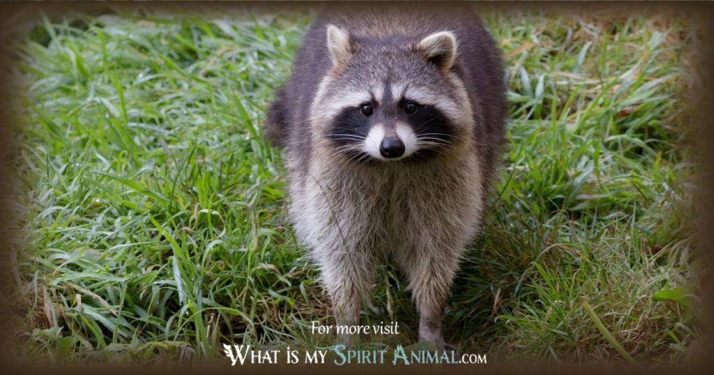 raccoon spirit animal guide whatsyoursign