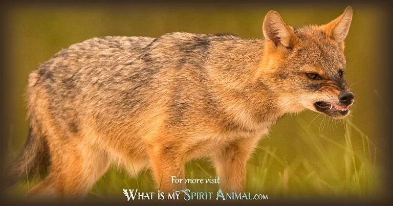 Jackal Symbolism & Meaning | Spirit, Totem & Power Animal