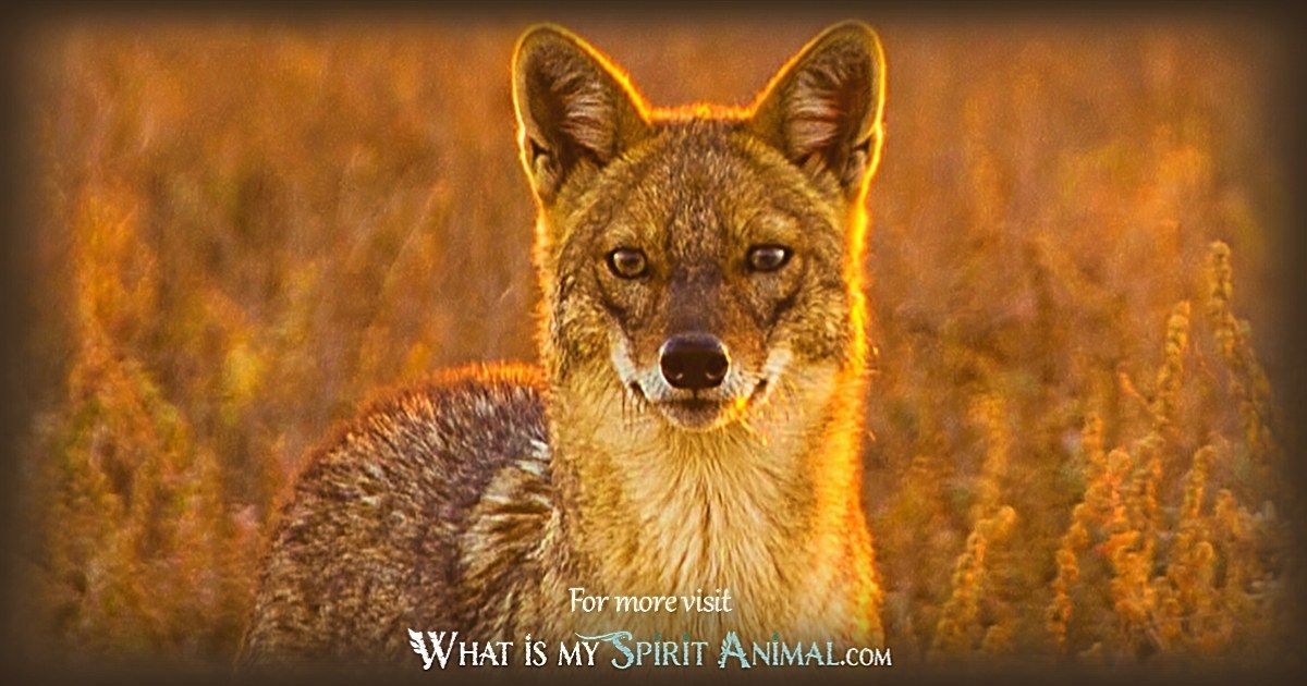 Jackal Symbolism & Meaning | Spirit, Totem & Power Animal