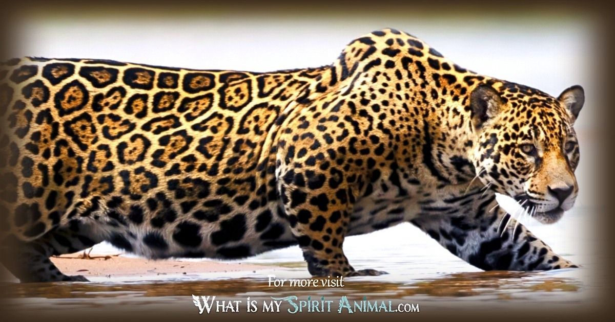 Jaguar Symbolism & Meaning | Spirit, Totem, & Power Animal