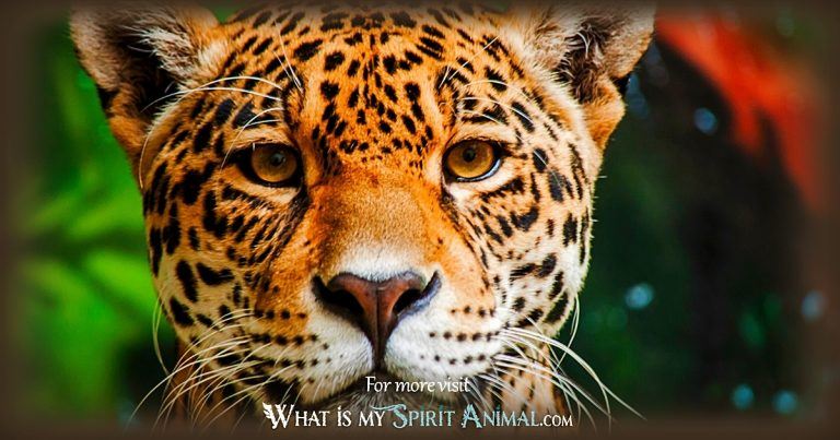 Jaguar Symbolism & Meaning | Spirit, Totem, & Power Animal