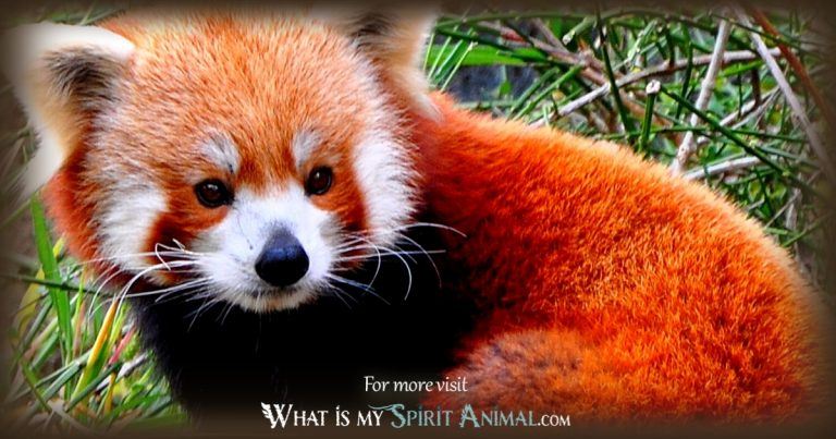 red panda movie meaning