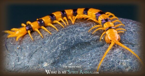 centipede primal astrology