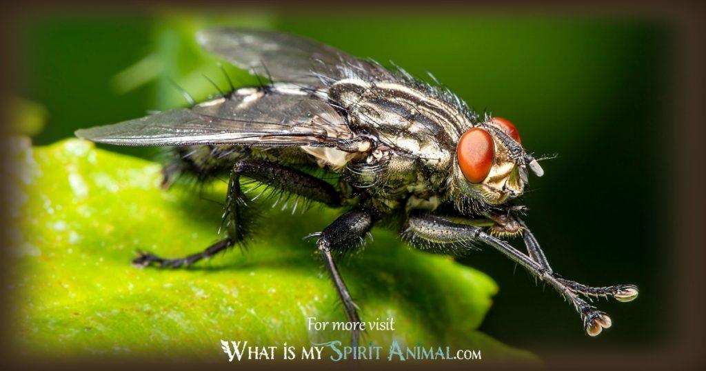 fly spirit animal 1200x630