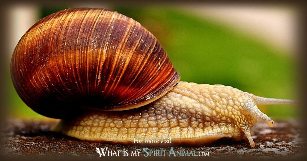 snail animal totem 1200x630