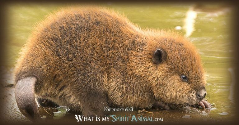 Beaver Spirit Animal 1200x630 1 768x403 