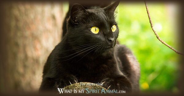 Black Cat Symbolism & Meaning | Black Cat Spirit, Totem & Power Animal