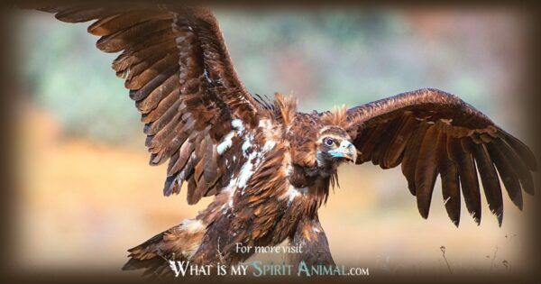 Buzzard & Vulture Symbolism & Meaning | Spirit, Totem, & Power Animal