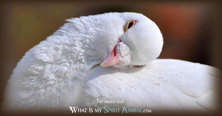 dove spirit animal guide whatsyoursign