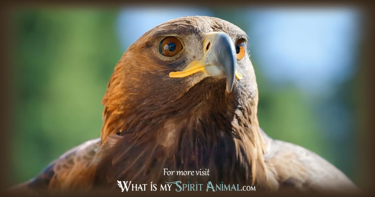 Eagle Symbolism & Meaning | Spirit, Totem & Power Animal