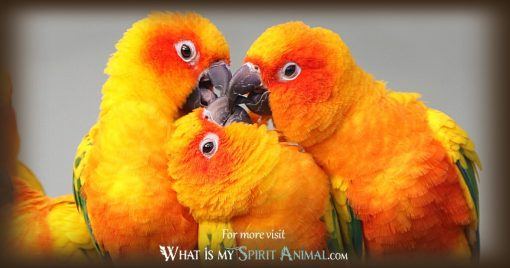parrot spirit animal whatsyoursign