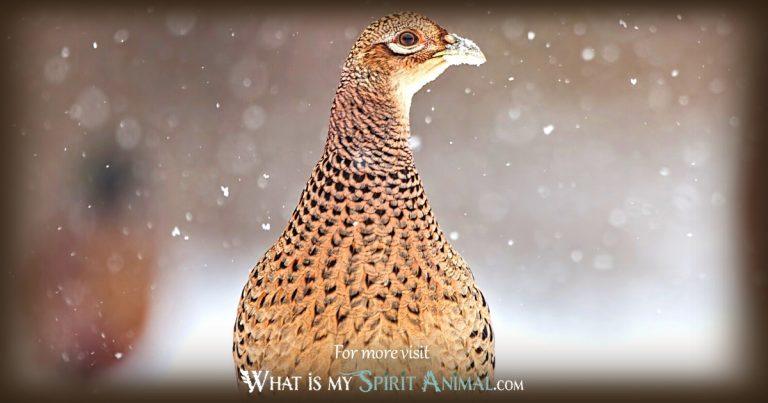 Pheasant Symbolism & Meaning | Spirit, Totem & Power Animal