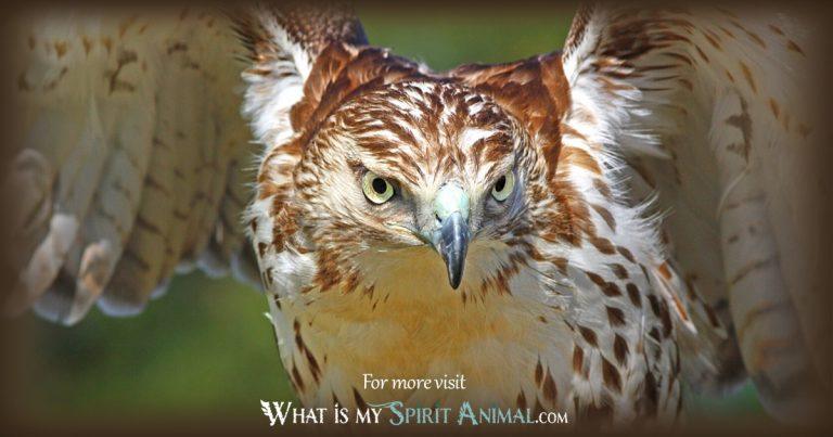 folklore meaning to red tail hawk