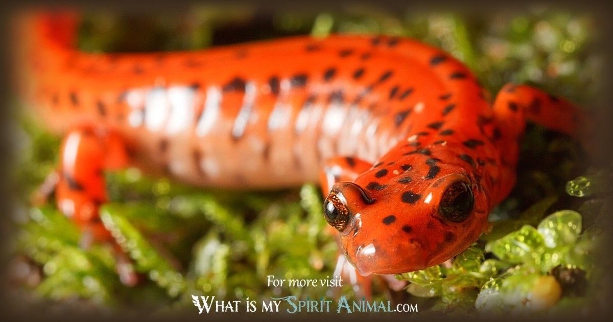salamander power animal 1200x630