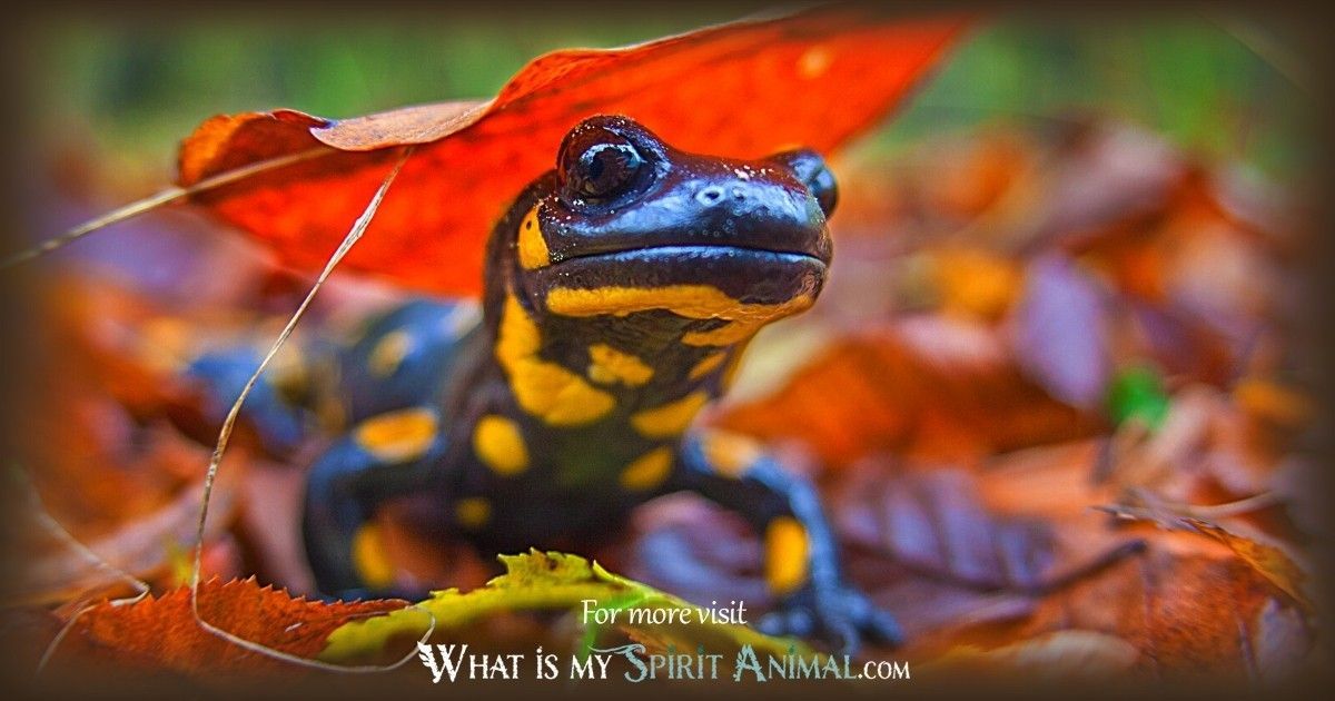 salamander spirit animal 1200x630