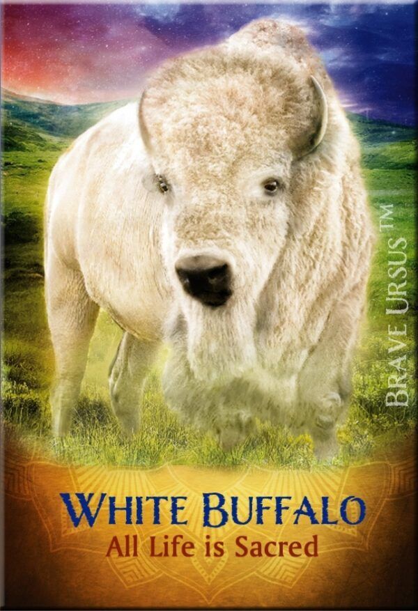 Great White Buffalo (American Bison) standing in a beautiful green field with deep blue sky overhead.