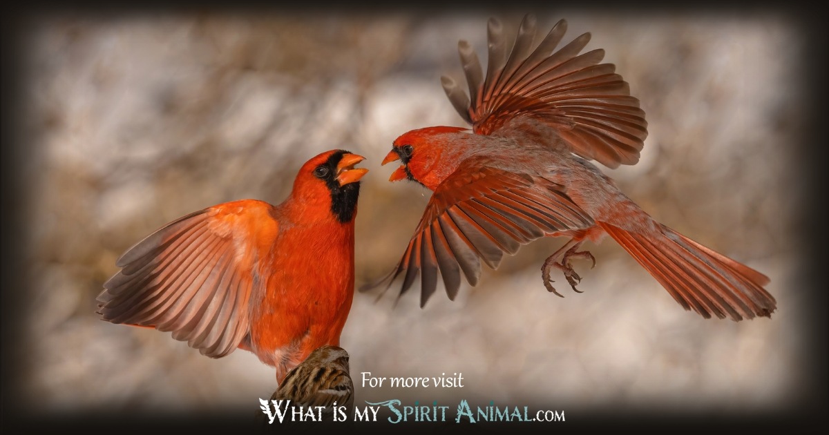 Red Cardinal Spiritual Meaning 1200x630