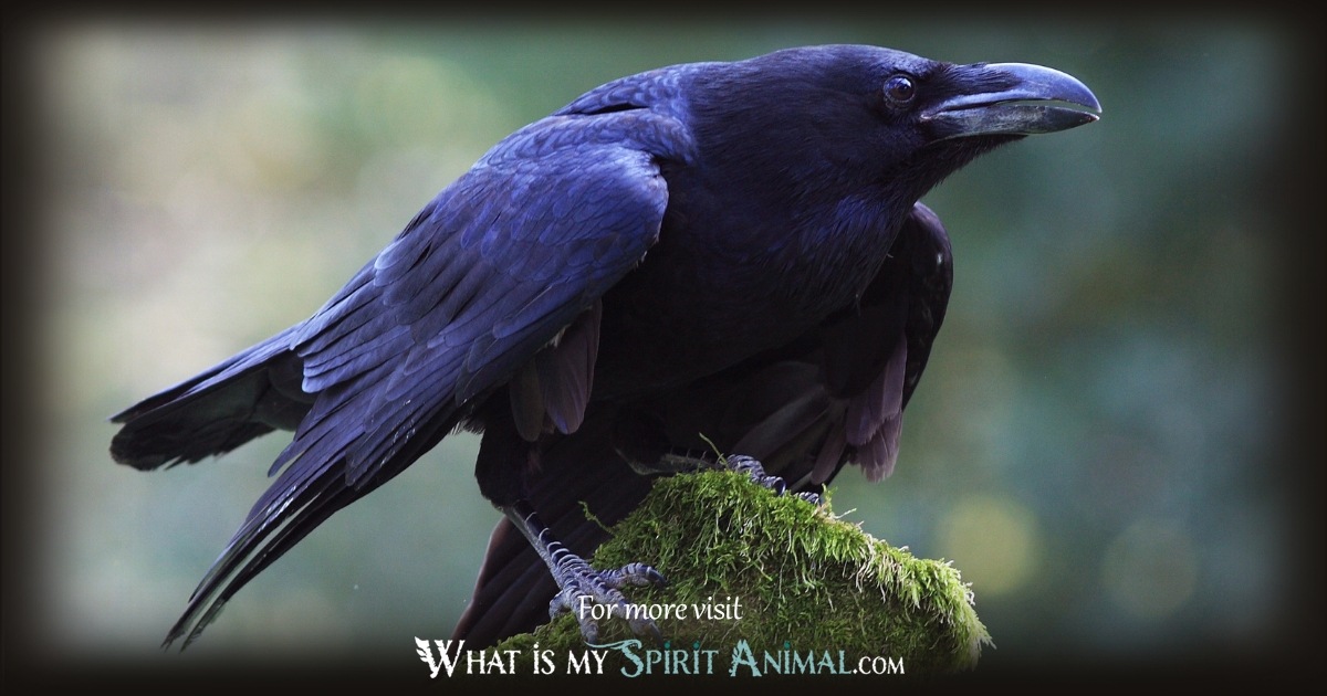Raven Meaning in the Bible 1200x630