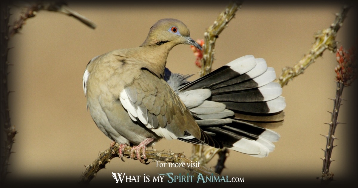 Types of Doves and What They Mean 1200x630