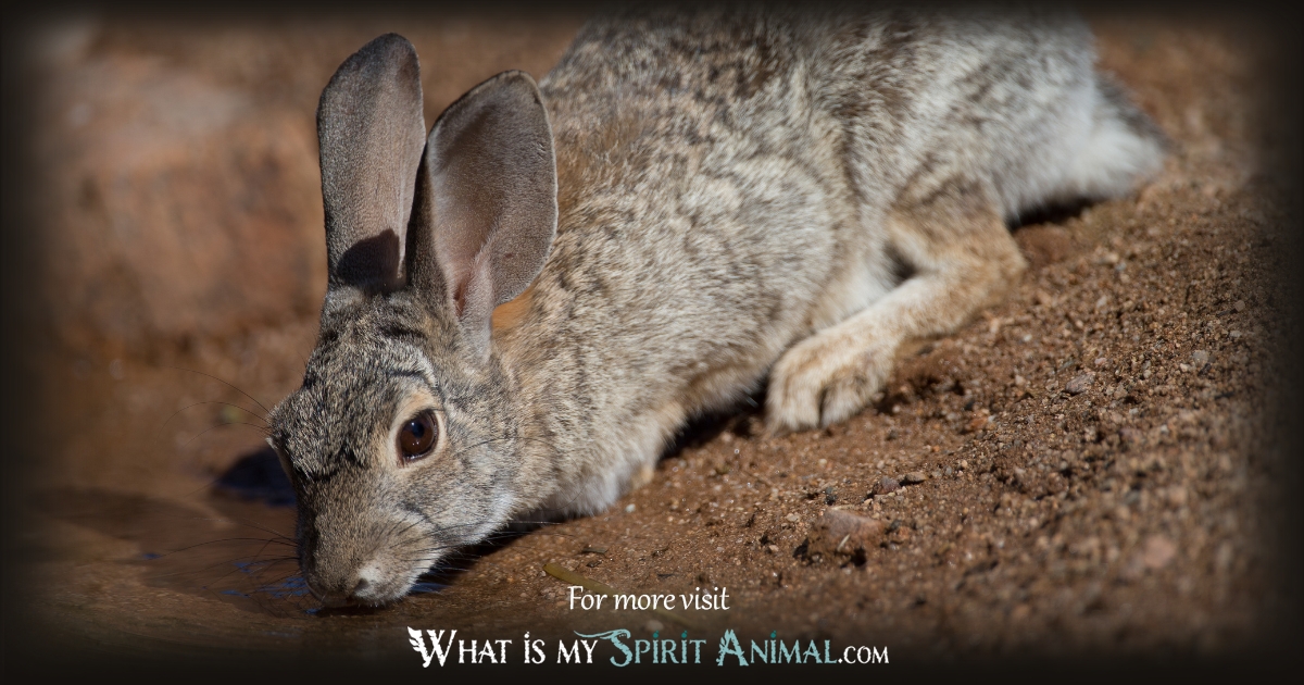 Native American Rabbit Symbolic Meanings 1200x630