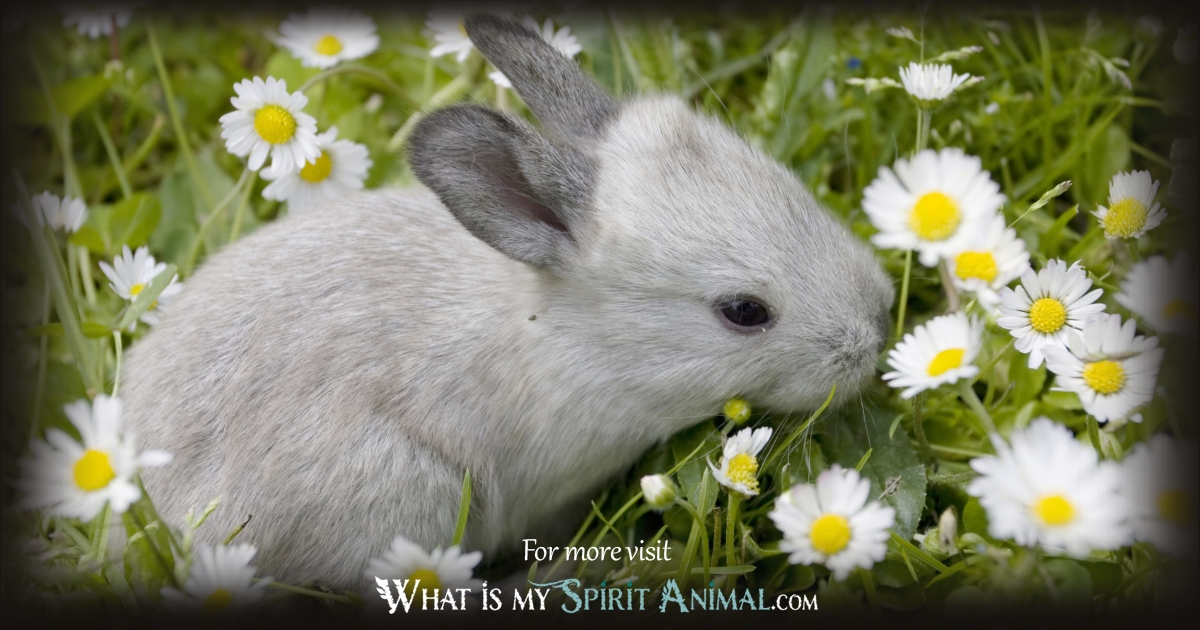 Rabbit Significance in Japan 1200x630