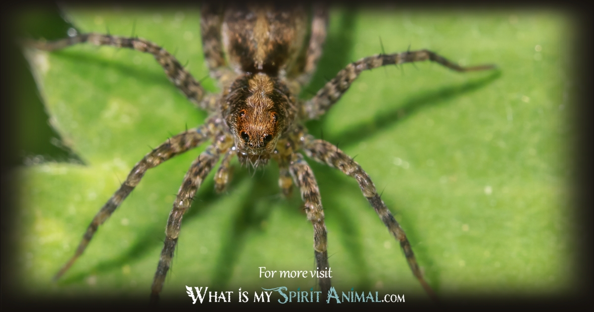 African Spider Allegories 1200x630