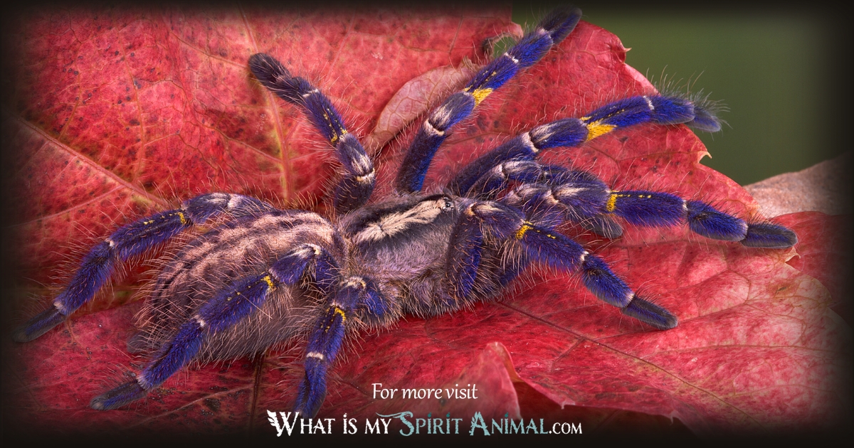 Spider Meanings in China 1200x630