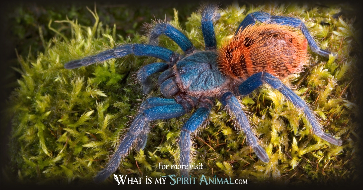Types of Spiders 1200x630